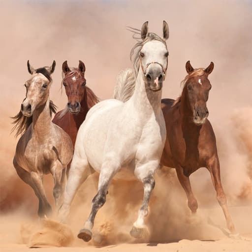 تشغيل شريحة الحصان
